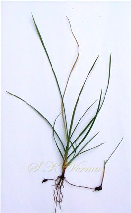  Plant